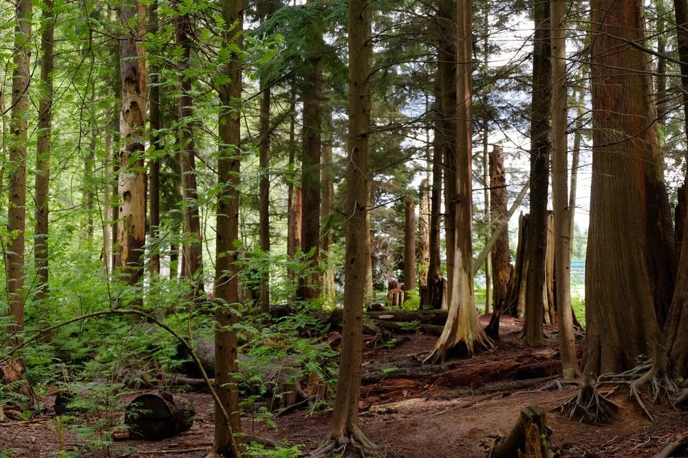 A wooded urban park in North Vancouver, BC.