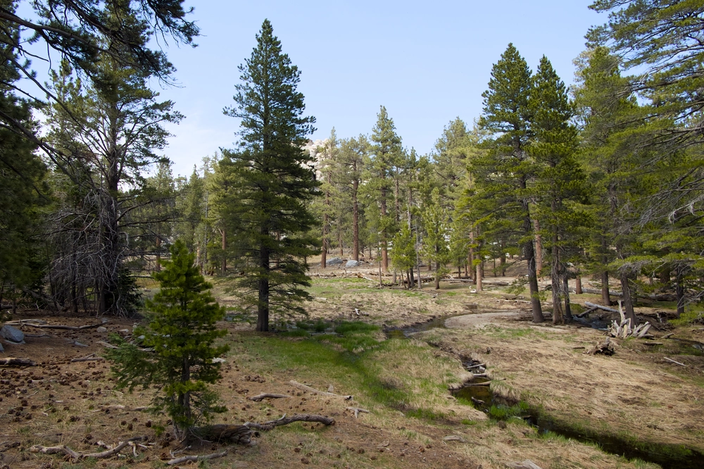 Greenery in San Jacinto State Park.