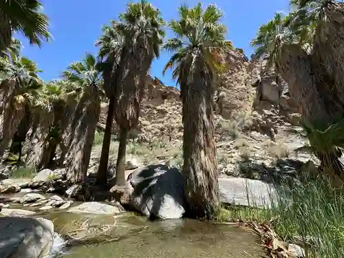 Oasis palm trees in Indian Canyon. Note: image is hyper-compressed with javascript disabled.