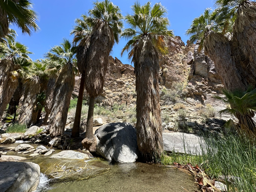 Oasis palm trees in Indian Canyon.