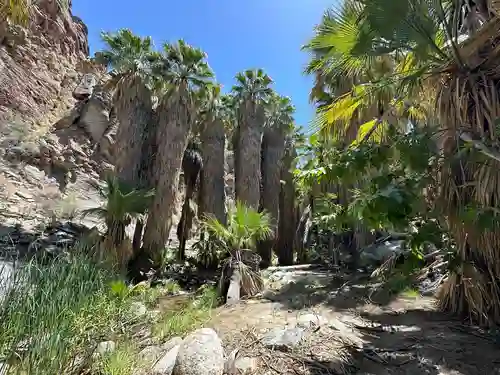 Oasis palm trees in Indian Canyon. Note: image is hyper-compressed with javascript disabled.