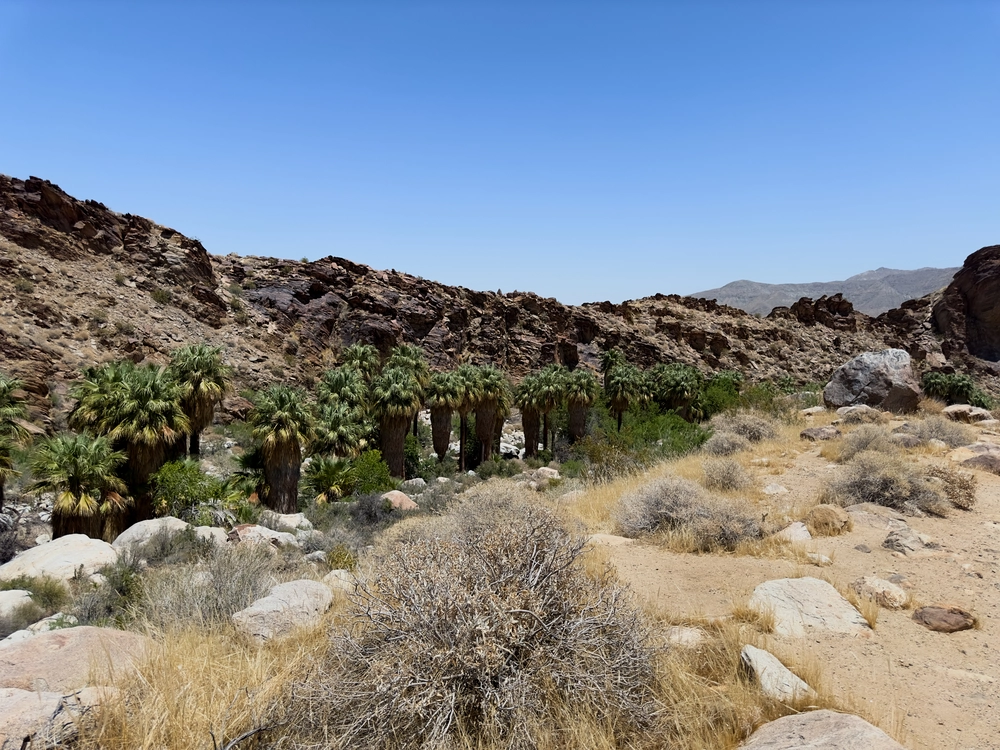 Oasis palm trees in Indian Canyon.