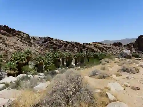 Oasis palm trees in Indian Canyon. Note: image is hyper-compressed with javascript disabled.